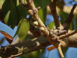 Image of Ficus amplissima Sm.