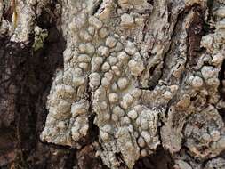 Image of <i>Pertusaria paratuberculifera</i> Dibben