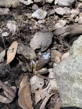 Image of Alsodes cantillanensis Charrier, Correa-Quezada, Castro & Méndez-Torres 2015