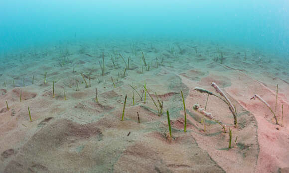 Image of Slender Seagrass