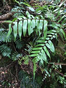 Image of Alsophila podophylla Hook.