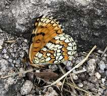 Plancia ëd <i>Melitaea deione</i>