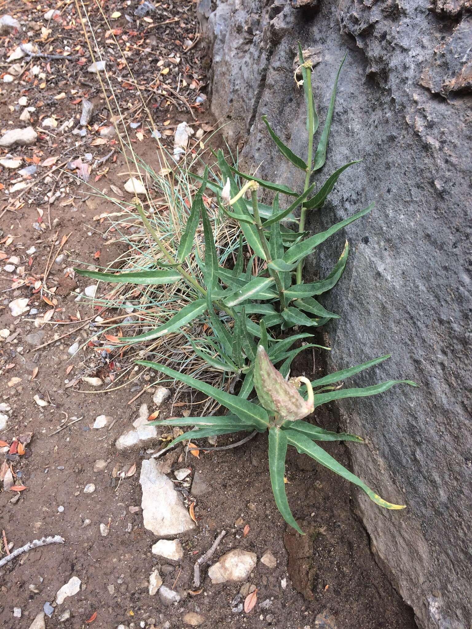 Image of spider milkweed