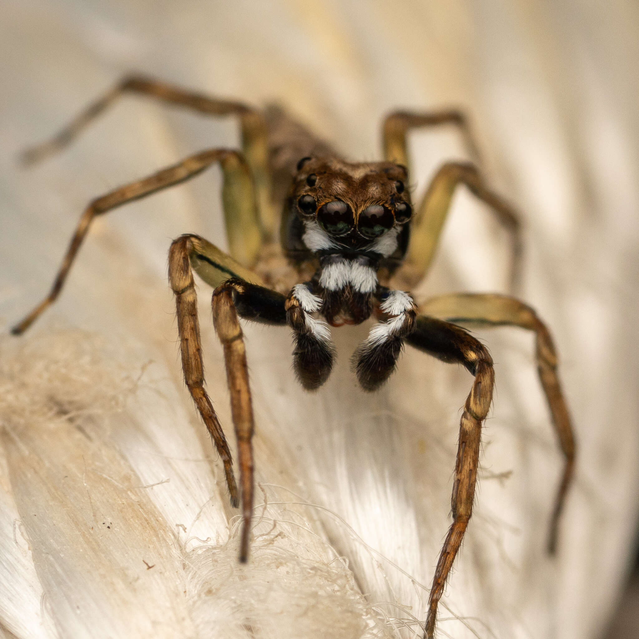 Image of Mintonia silvicola Wanless 1987