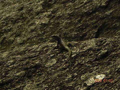 Image of Amazon Lava Lizard