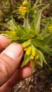 Image of Carolina puccoon