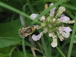 Neorhynchocephalus volaticus (Williston 1883)的圖片