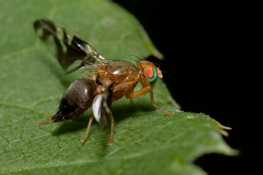 Image of Philophylla caesio (Harris 1780)