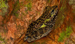 Image of Peninsular Torrentfrog