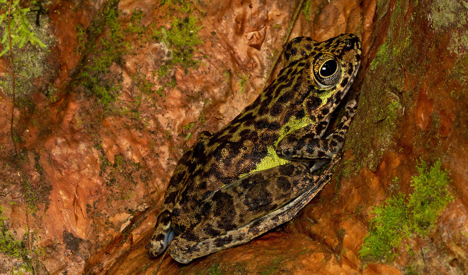 Image of Peninsular Torrentfrog