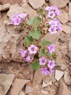 Image of beautiful phacelia