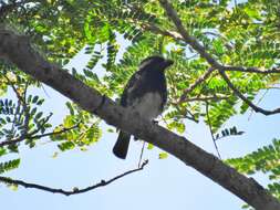 صورة Albizia adianthifolia var. adianthifolia