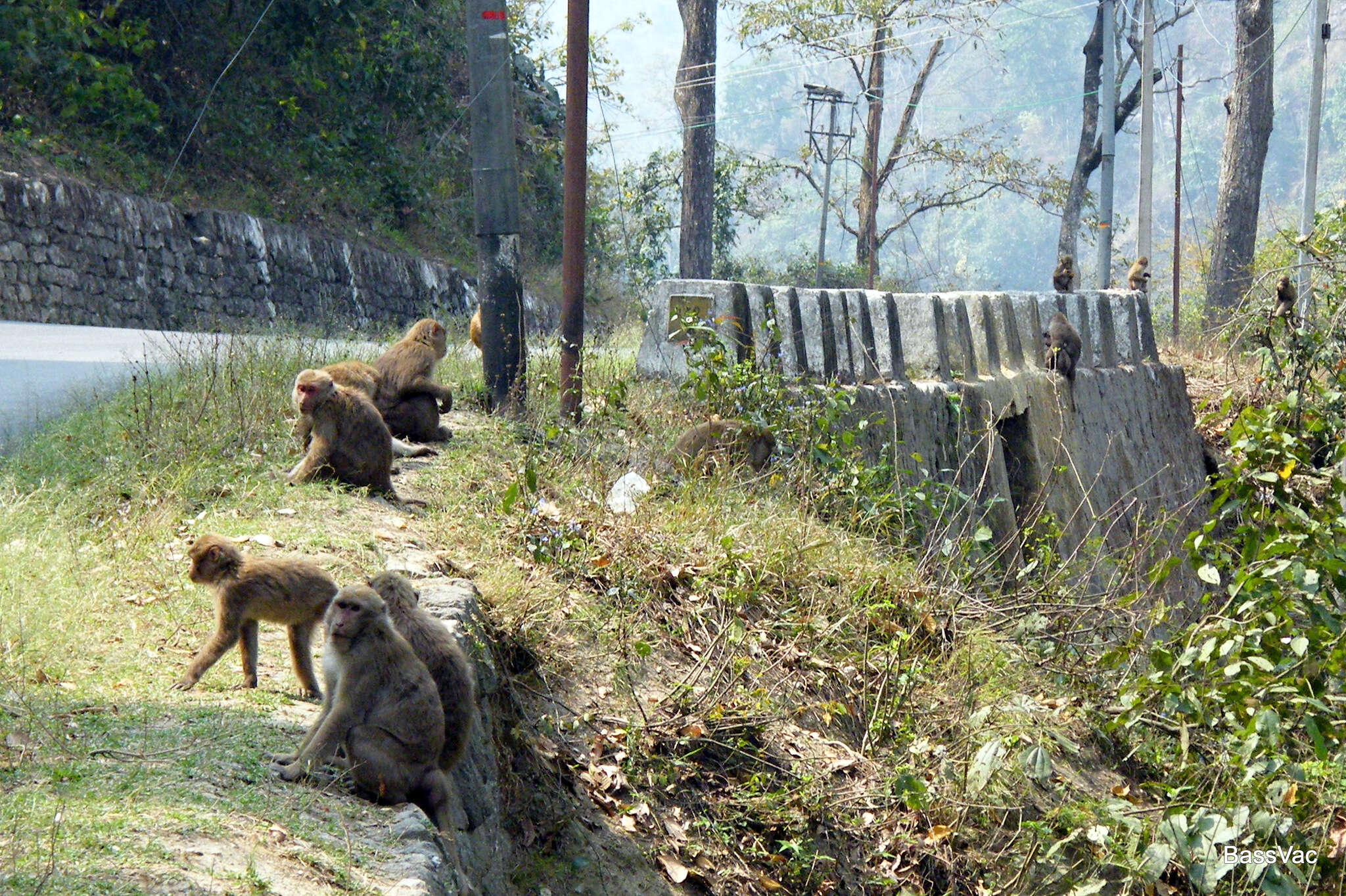 Image of Assam Macaque