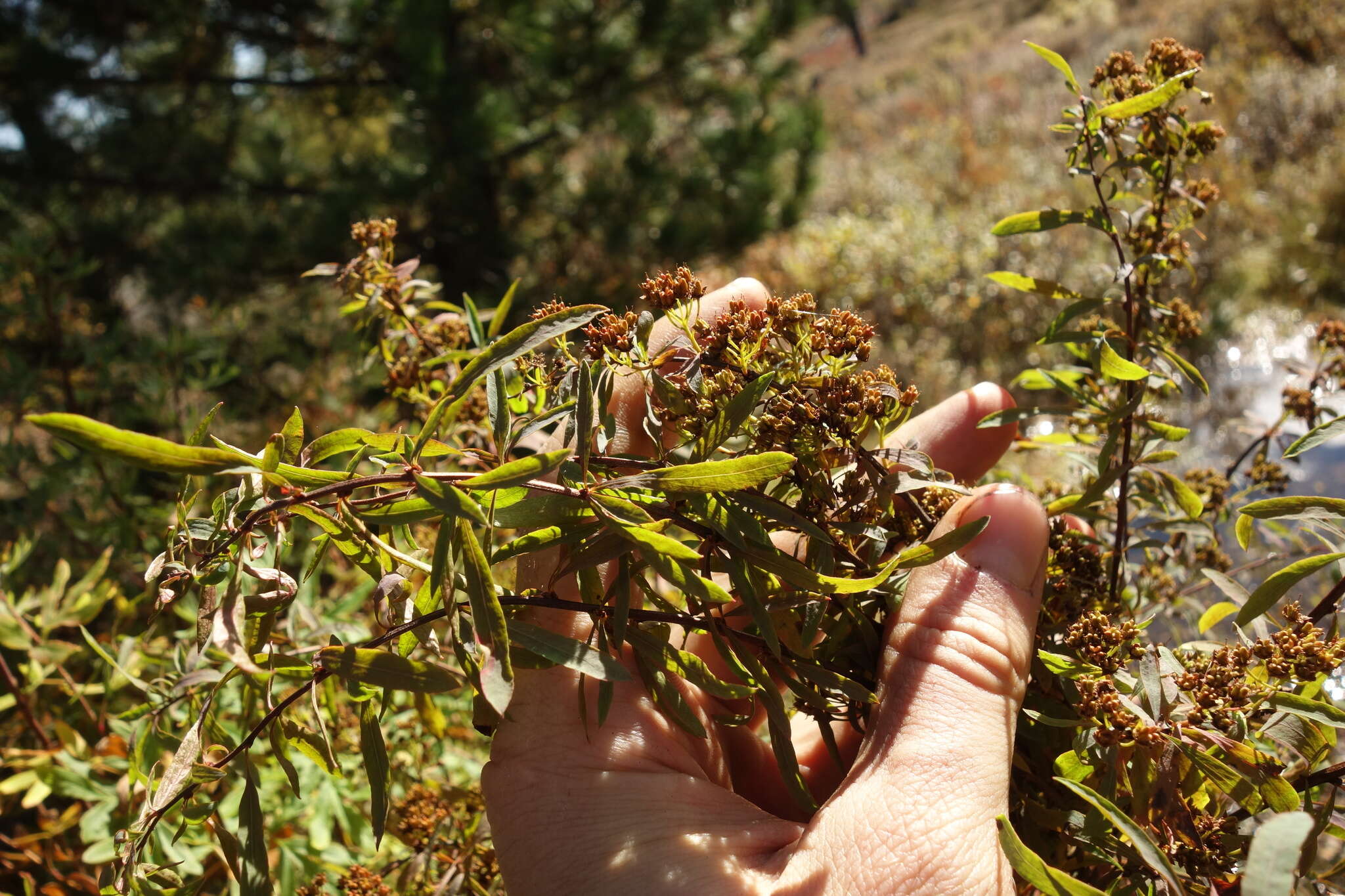 Image de Spiraea alpina Pall.