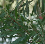 Sivun Callistemon paludosus F. Müll. kuva