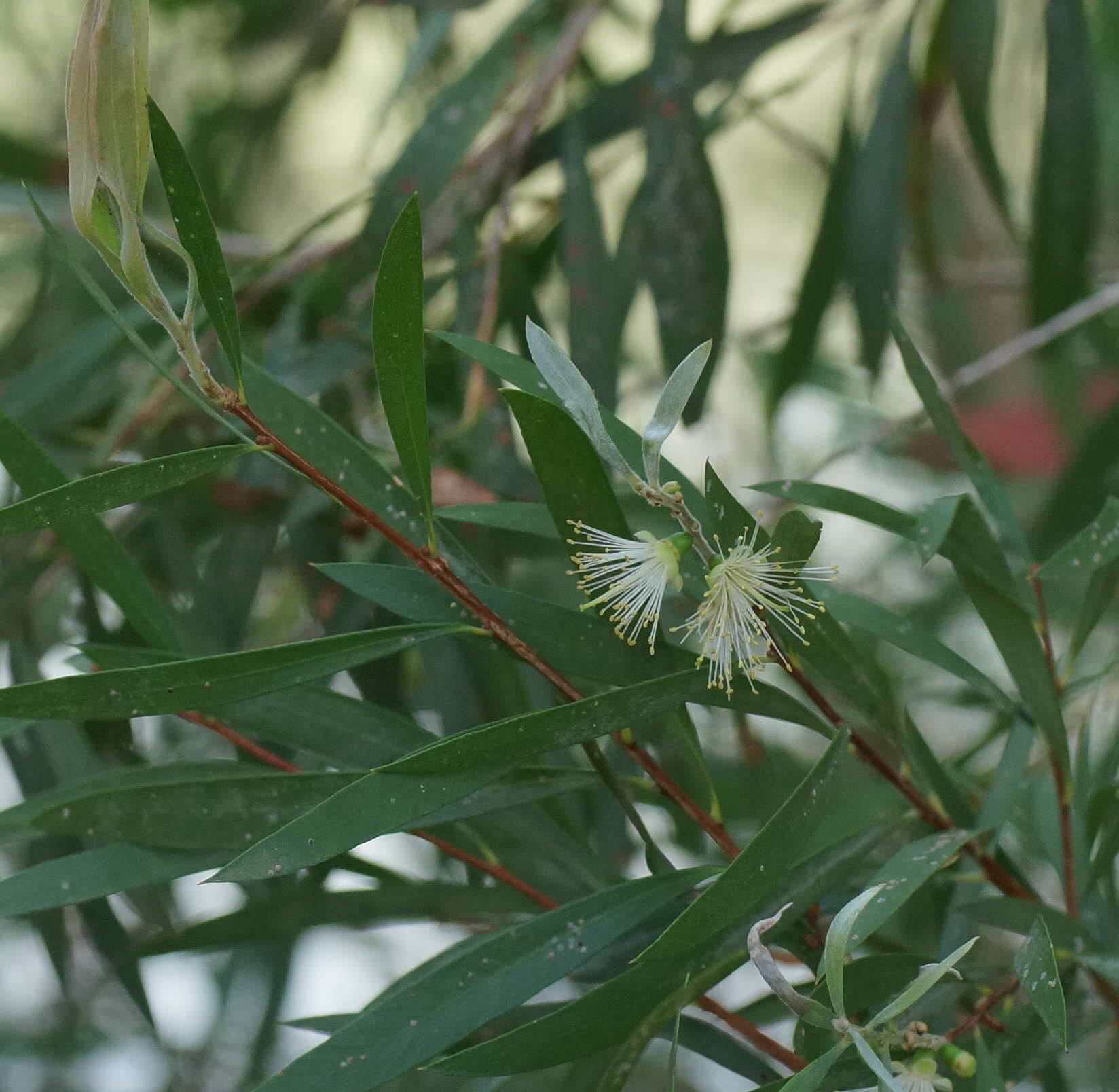 صورة Callistemon paludosus F. Müll.