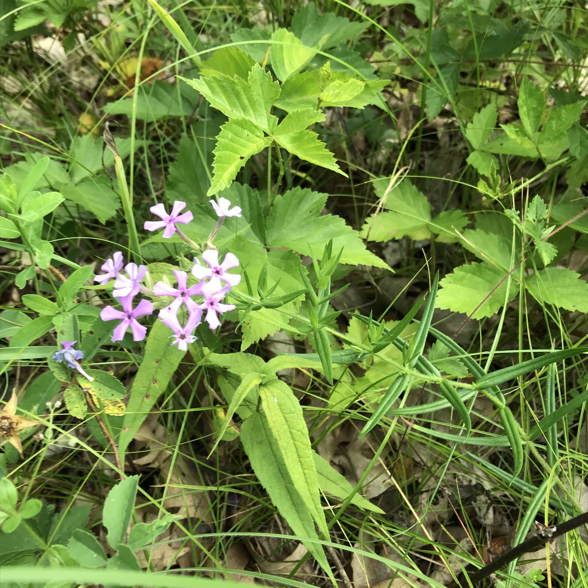 Imagem de Phlox pilosa subsp. pilosa