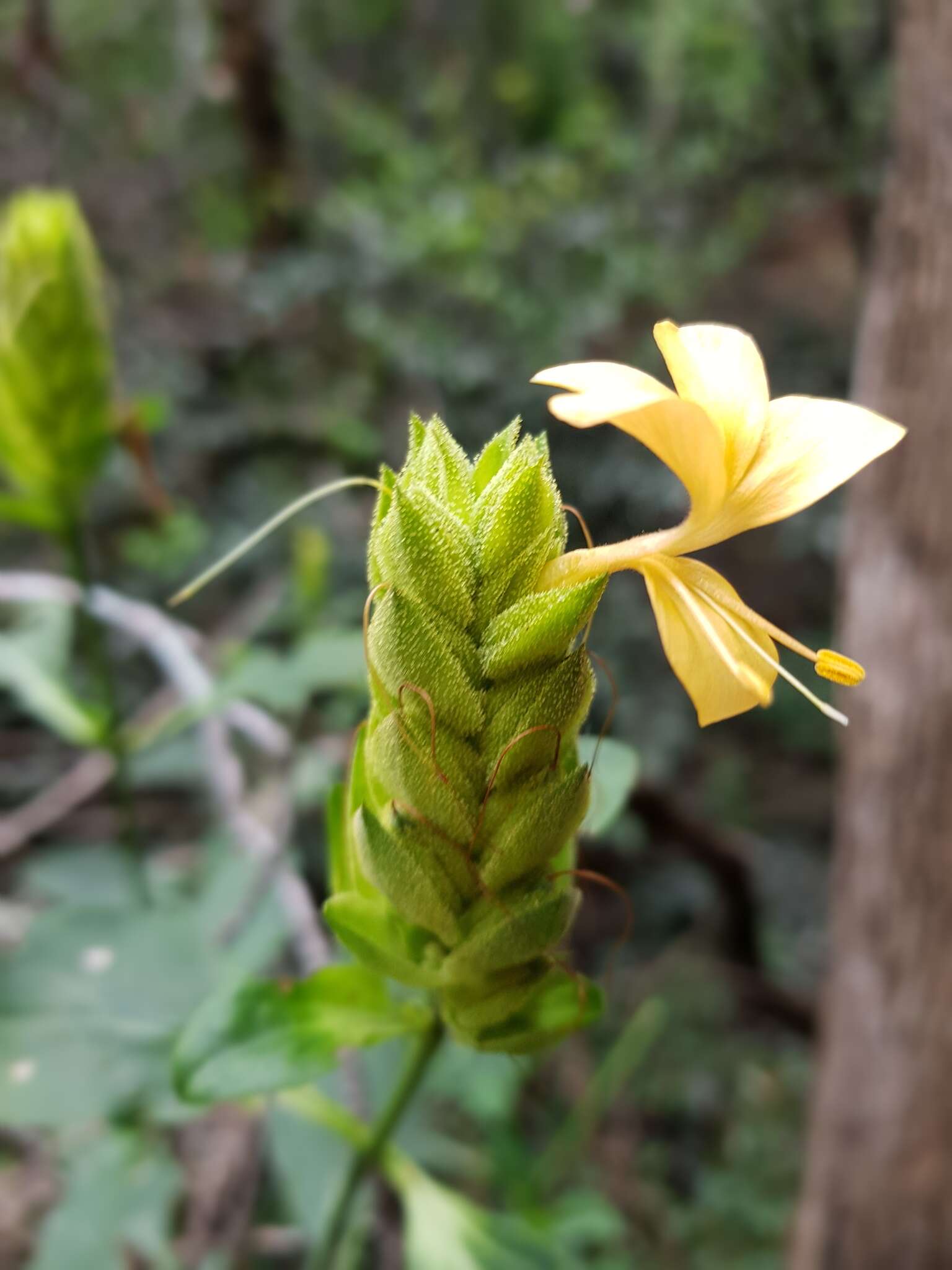 Image of Barleria crossandriformis C. B. Cl.