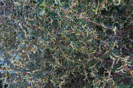 Imagem de Coprosma rugosa Cheeseman