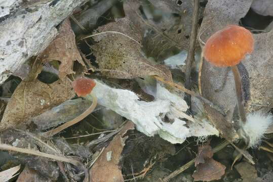 Image de Marasmius sullivantii Mont. 1856