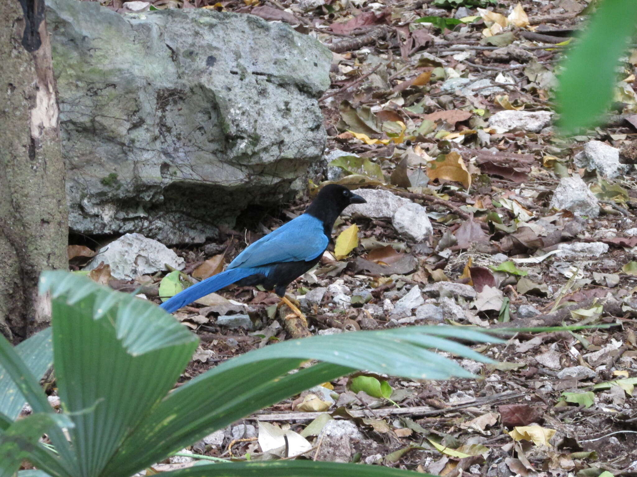 Imagem de Cyanocorax yucatanicus (Dubois & Ajc 1875)