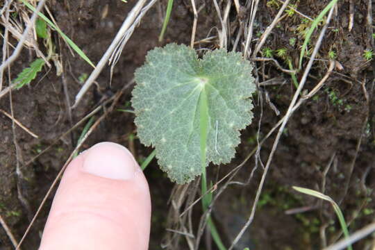 Image of Parry's jepsonia