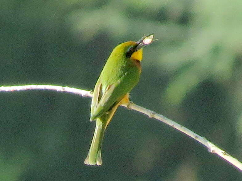 Image de Merops pusillus argutus Clancey 1967