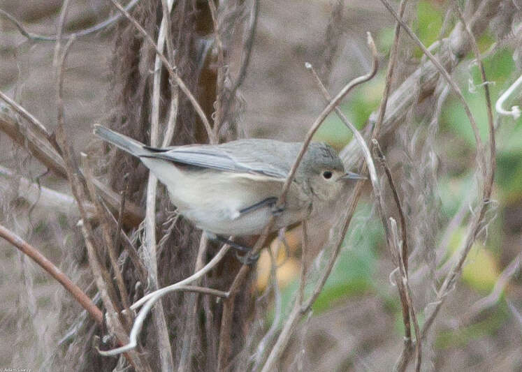 Leiothlypis luciae (Cooper & JG 1861) resmi