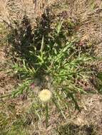 Imagem de <i>Cirsium <i>horridulum</i></i> var. horridulum