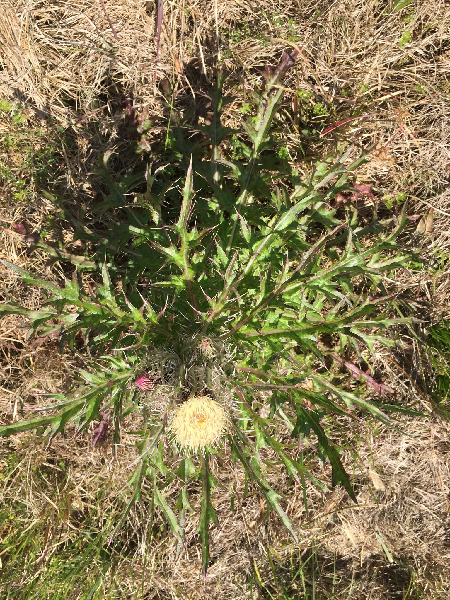 Imagem de <i>Cirsium <i>horridulum</i></i> var. horridulum