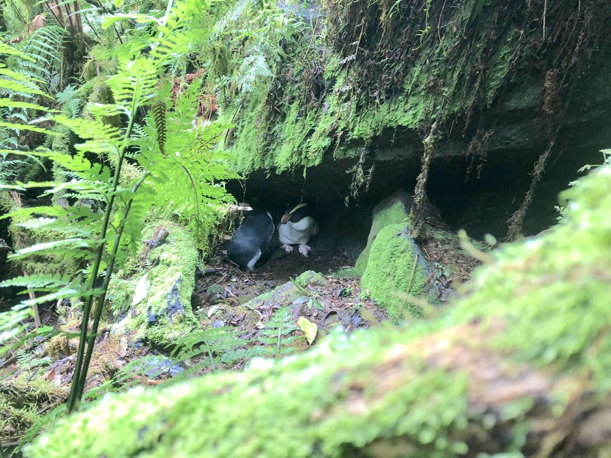 Image of Fiordland Crested Penguin