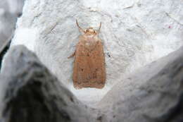 Image of lesser yellow underwing