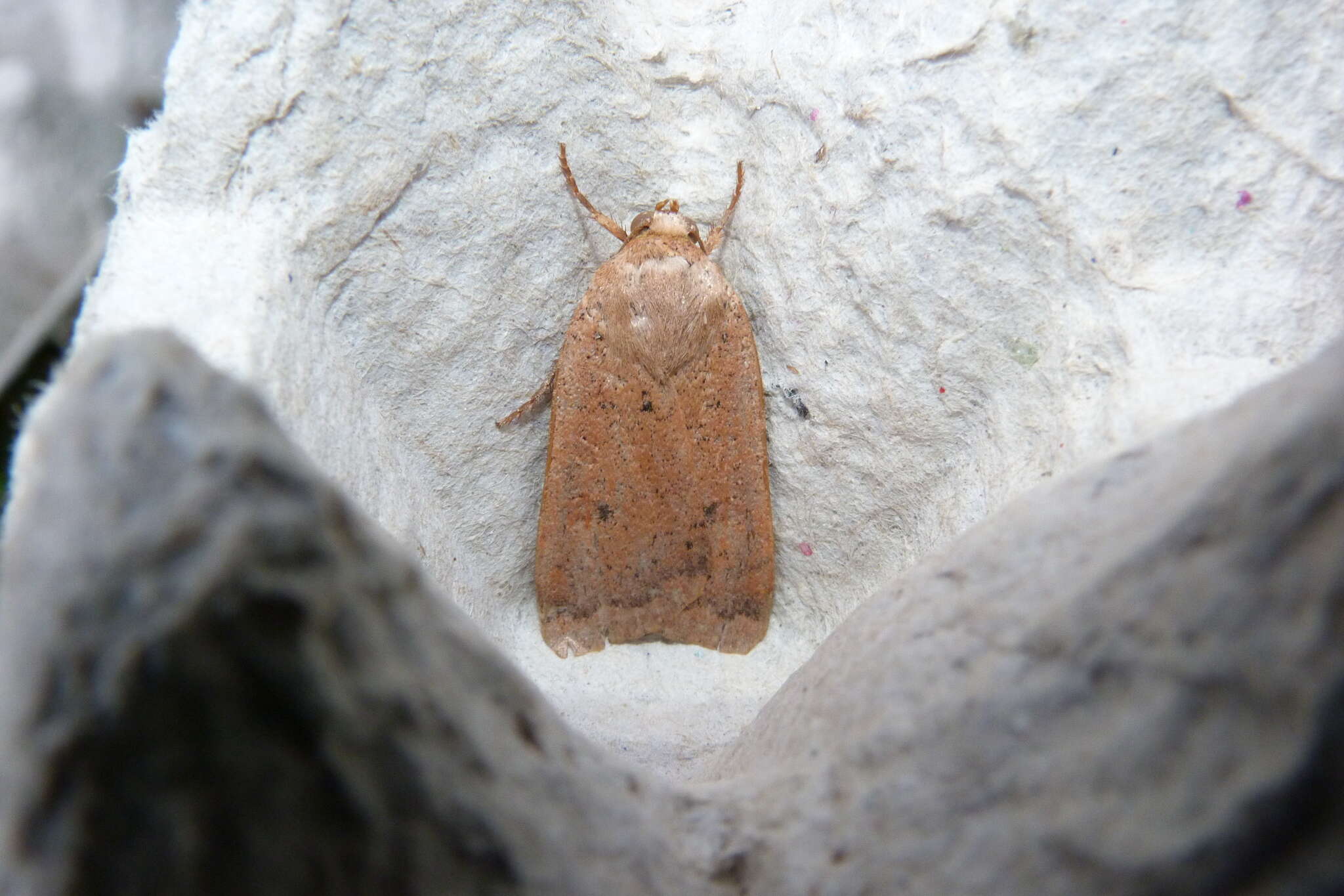 Image of lesser yellow underwing