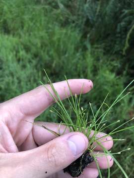 Image of Pale Spike Rush