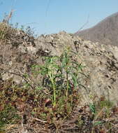 Sivun Koenigia alpina (All.) T. M. Schust. & Reveal kuva