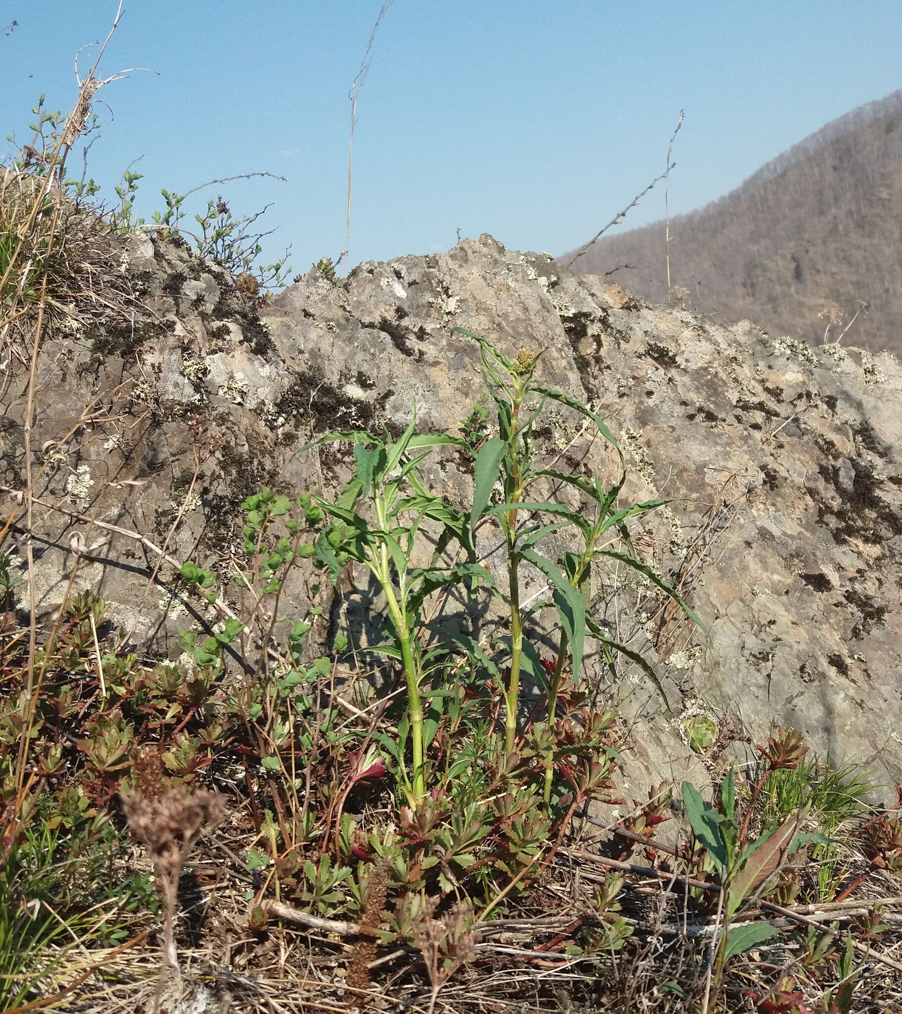Sivun Koenigia alpina (All.) T. M. Schust. & Reveal kuva