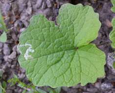 Image of Serpentine leaf miner