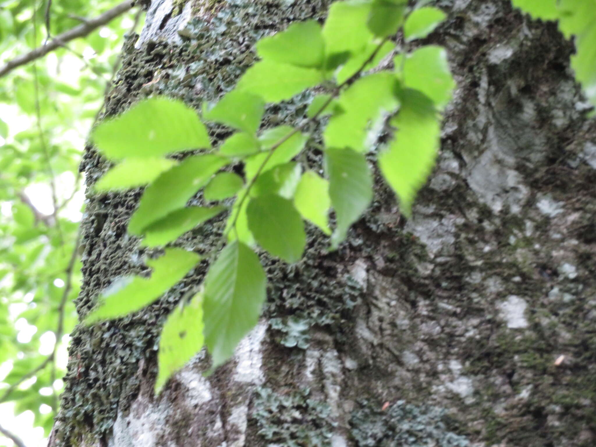 Image of Carpinus tschonoskii Maxim.