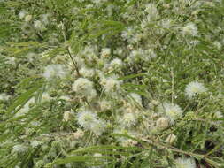 Image of feather tree