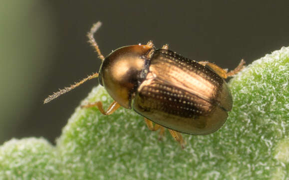 Image of Bronze leaf beetle