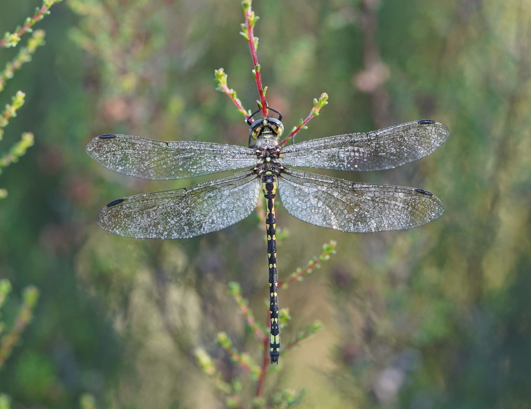 Image of Eusynthemis virgula (Selys 1874)