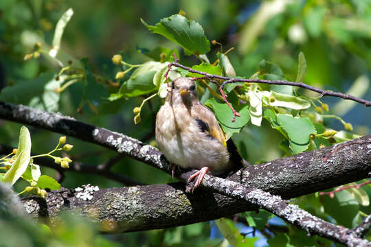 Imagem de Carduelis carduelis carduelis (Linnaeus 1758)