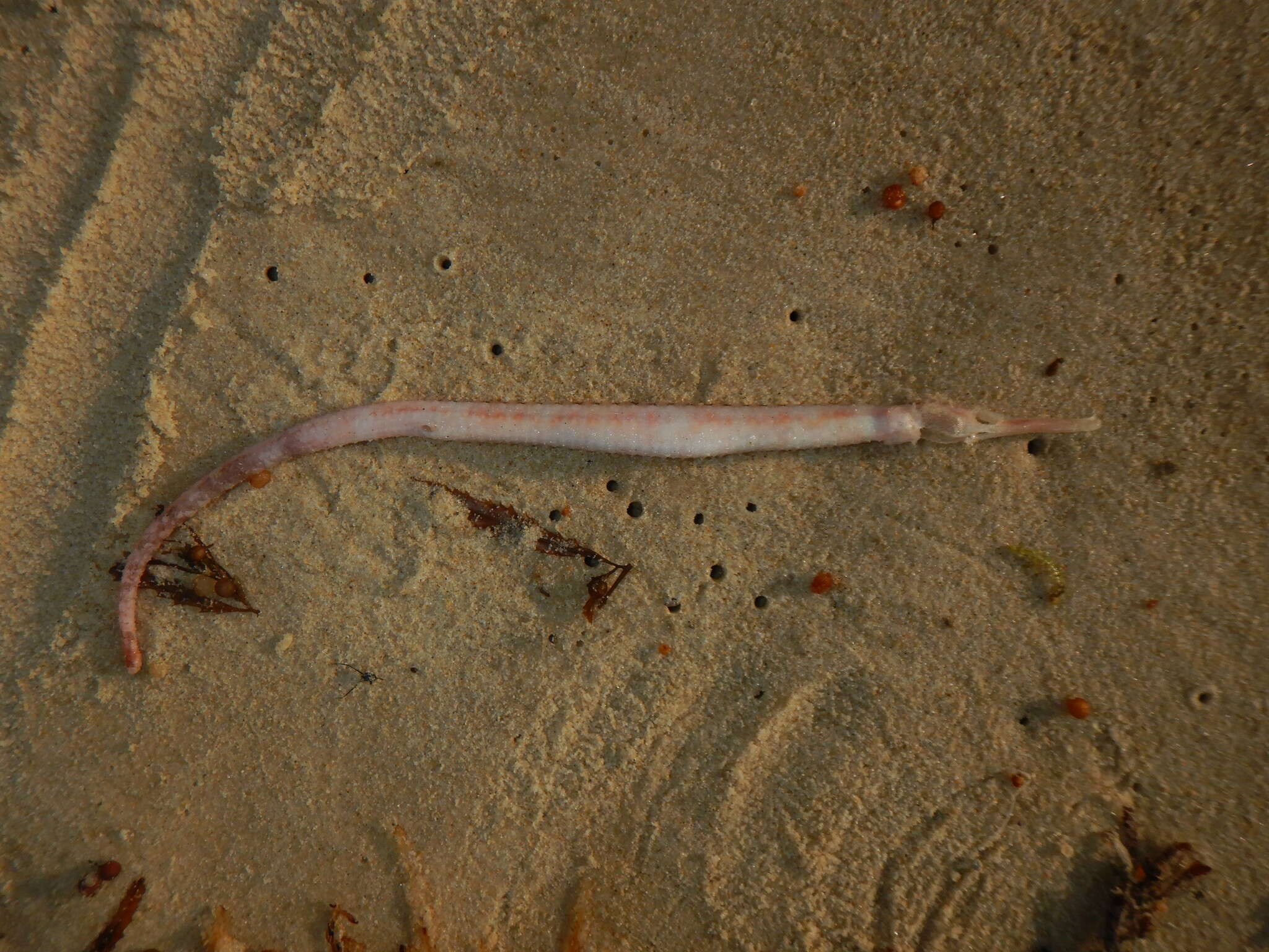 Image of Duncker&#39;s pipefish