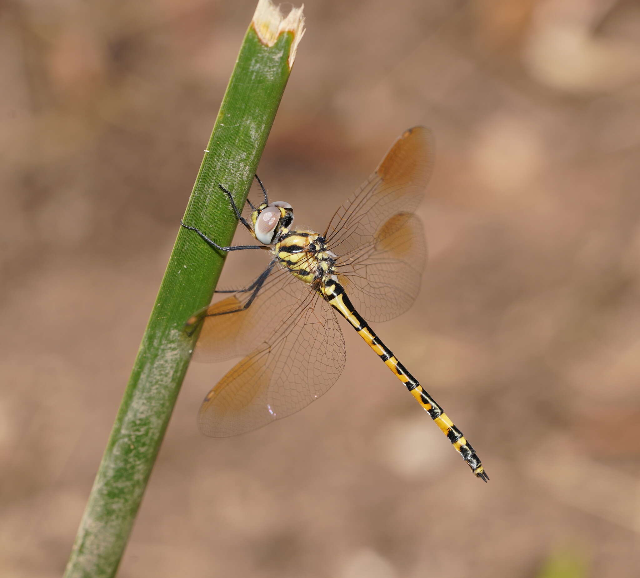 Image of Yellow-spotted Emerald