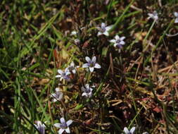 Image of Wimmerella secunda (L. fil.) Serra, M. B. Crespo & Lammers