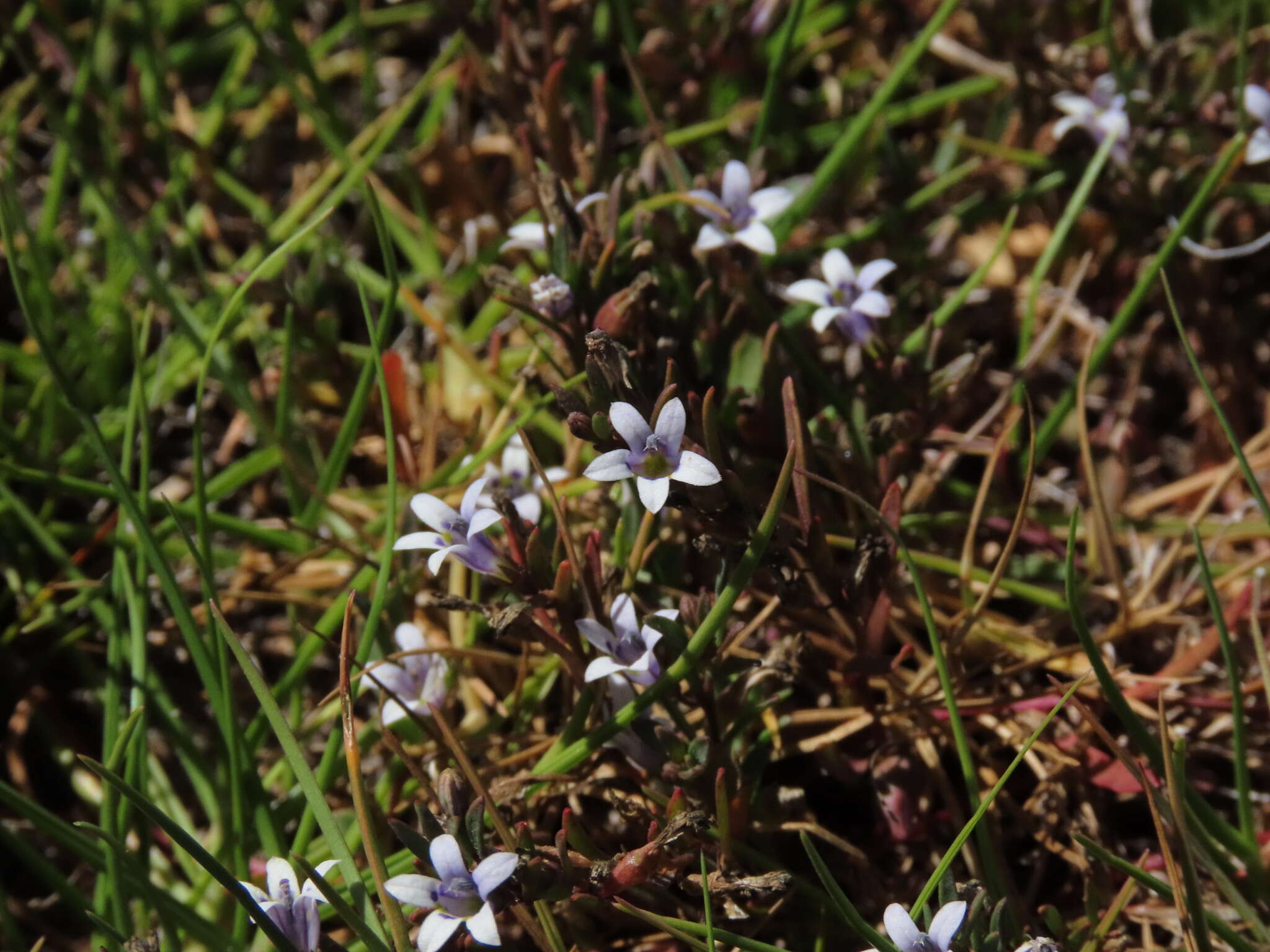 Image of Wimmerella secunda (L. fil.) Serra, M. B. Crespo & Lammers