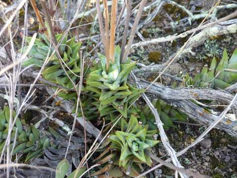 Image of Astroloba rubriflora (L. Bolus) Gideon F. Sm. & J. C. Manning