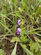 Plancia ëd Angelonia goyazensis G. Benth.