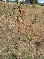 Oenothera affinis Camb. resmi