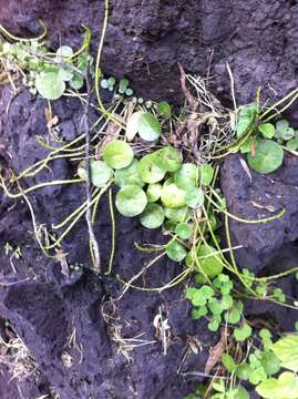 Image of Peperomia bracteata A. W. Hill